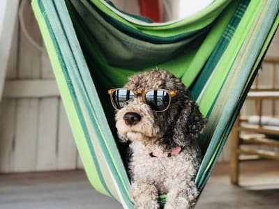 Premium Joint Supplement